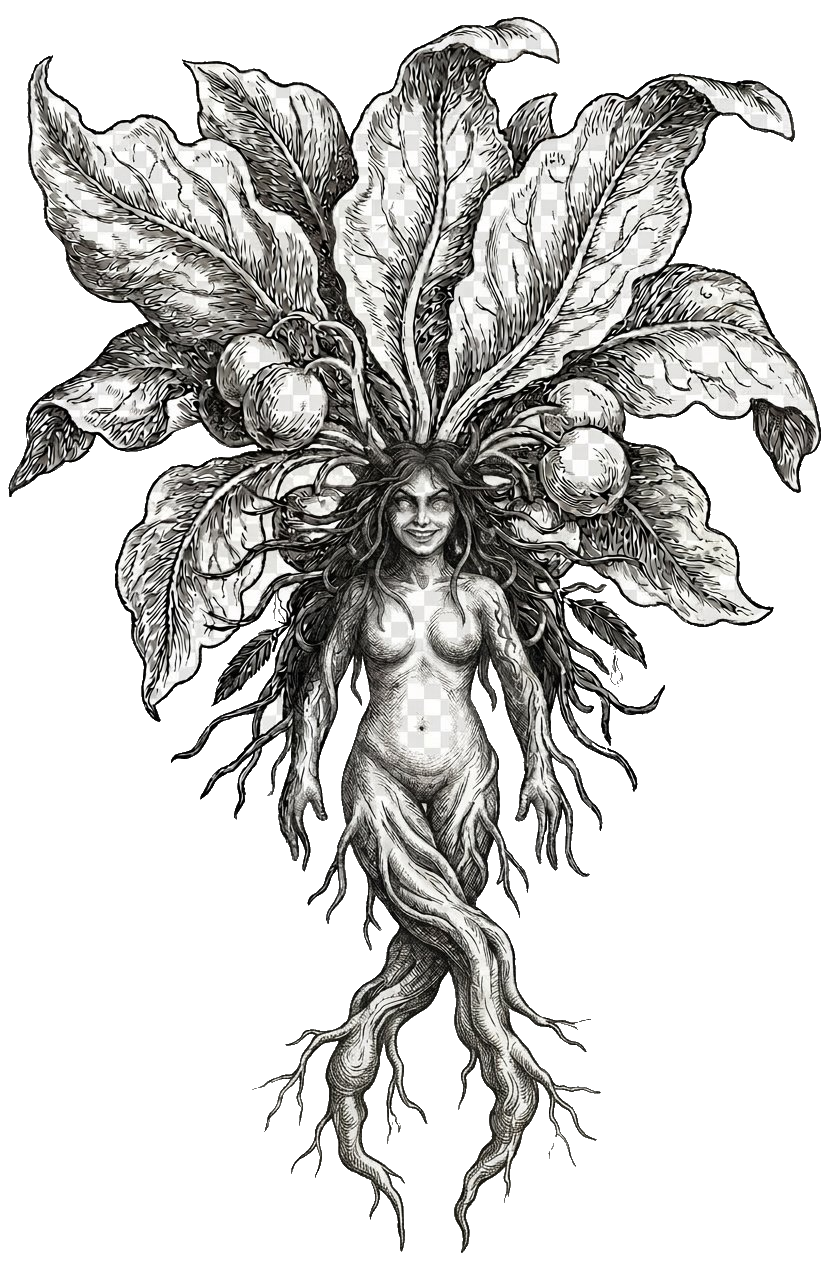 Mandragora